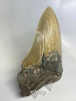 Megalodon Shark Tooth 5.96 Huge Authentic Fossil Serrated 11637