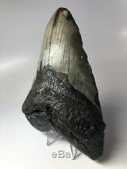 Megalodon Shark Tooth 5.96 Huge Real Natural Fossil 5032
