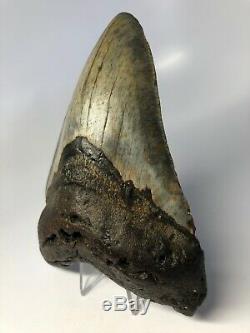 Megalodon Shark Tooth 5.97 Huge Amazing Fossil No Restoration 4533