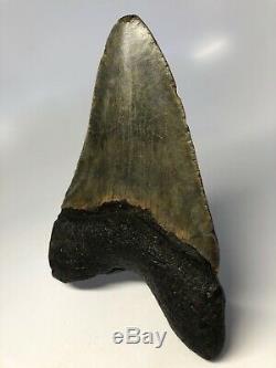 Megalodon Shark Tooth 5.97 Huge Amazing Fossil No Restoration 4533