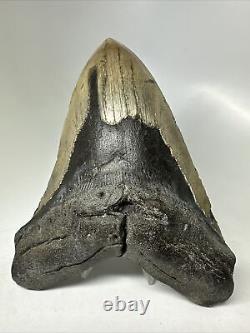 Megalodon Shark Tooth 5.97 Huge Natural Fossil Authentic 16393