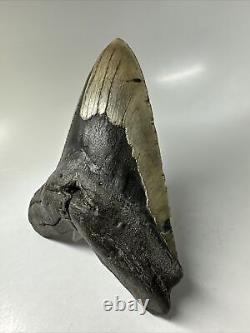 Megalodon Shark Tooth 5.97 Huge Natural Fossil Authentic 16393