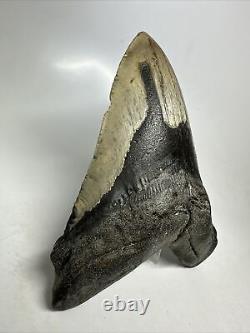 Megalodon Shark Tooth 5.97 Huge Natural Fossil Authentic 16393