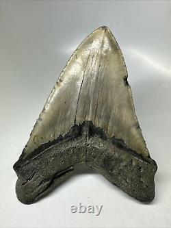 Megalodon Shark Tooth 5.97 Huge Natural Fossil Authentic 16393