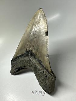 Megalodon Shark Tooth 5.97 Huge Natural Fossil Authentic 16393