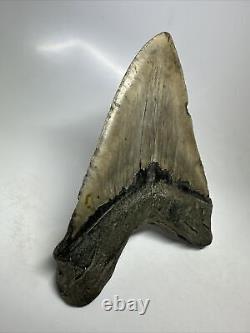 Megalodon Shark Tooth 5.97 Huge Natural Fossil Authentic 16393