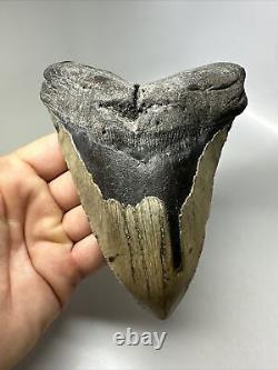 Megalodon Shark Tooth 5.97 Huge Natural Fossil Authentic 16393