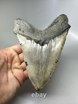 Megalodon Shark Tooth 5.97 Huge Natural Fossil Authentic 16393