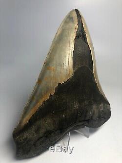 Megalodon Shark Tooth 5.97 Huge Serrated Natural Fossil 4157
