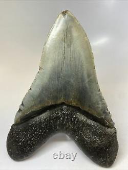 Megalodon Shark Tooth 5.98 Huge Amazing Fossil No Restoration 7633
