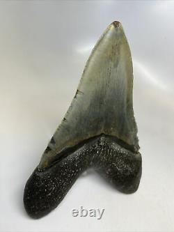 Megalodon Shark Tooth 5.98 Huge Amazing Fossil No Restoration 7633