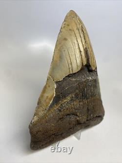 Megalodon Shark Tooth 5.98 Huge Natural Fossil Authentic 14783