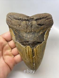 Megalodon Shark Tooth 5.98 Huge Natural Fossil Authentic 14783