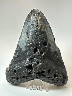 Megalodon Shark Tooth 5.98 Huge Natural Fossil Black 18660