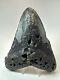 Megalodon Shark Tooth 5.98 Huge Natural Fossil Black 18660