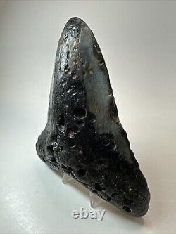 Megalodon Shark Tooth 5.98 Huge Natural Fossil Black 18660