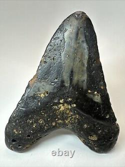 Megalodon Shark Tooth 5.98 Huge Natural Fossil Black 18660