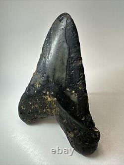 Megalodon Shark Tooth 5.98 Huge Natural Fossil Black 18660