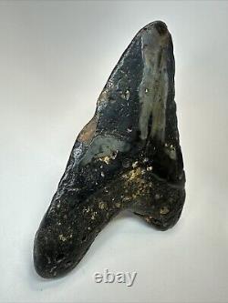 Megalodon Shark Tooth 5.98 Huge Natural Fossil Black 18660