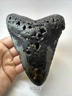 Megalodon Shark Tooth 5.98 Huge Natural Fossil Black 18660