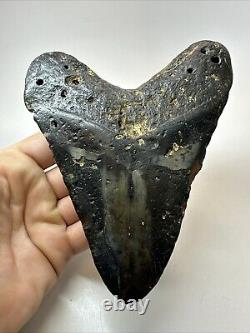 Megalodon Shark Tooth 5.98 Huge Natural Fossil Black 18660