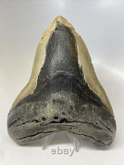 Megalodon Shark Tooth 5.98 Huge Wide Fossil Authentic 15563