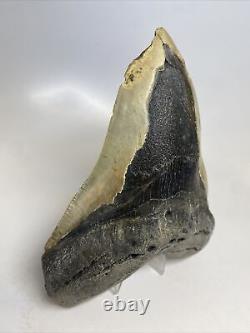 Megalodon Shark Tooth 5.98 Huge Wide Fossil Authentic 15563