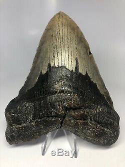 Megalodon Shark Tooth 5.98 Natural Real Fossil Amazing 4002