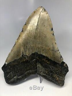 Megalodon Shark Tooth 5.98 Natural Real Fossil Amazing 4002