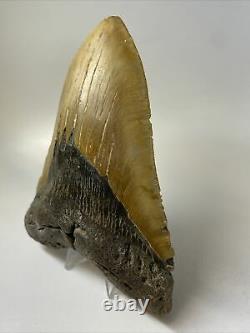 Megalodon Shark Tooth 5.99 Giant Authentic Natural Fossil 11326
