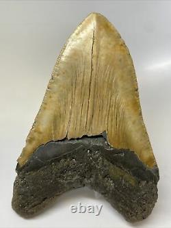 Megalodon Shark Tooth 5.99 Giant Authentic Natural Fossil 11326