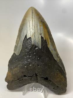 Megalodon Shark Tooth 5.99 Giant Real Fossil Natural 14185