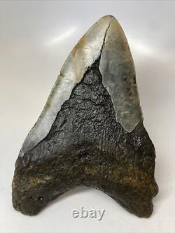 Megalodon Shark Tooth 5.99 Giant Real Fossil Natural 14185