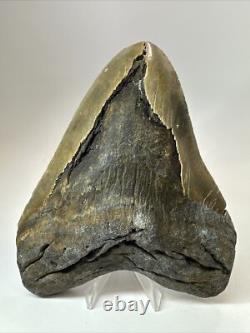 Megalodon Shark Tooth 5.99 inch Huge Natural Fossil Authentic 18383