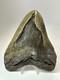 Megalodon Shark Tooth 5.99 Inch Huge Natural Fossil Authentic 18383