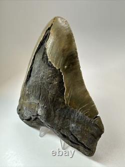 Megalodon Shark Tooth 5.99 inch Huge Natural Fossil Authentic 18383