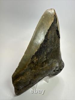 Megalodon Shark Tooth 5.99 inch Huge Natural Fossil Authentic 18383