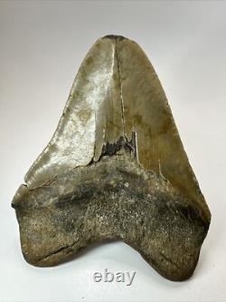 Megalodon Shark Tooth 5.99 inch Huge Natural Fossil Authentic 18383