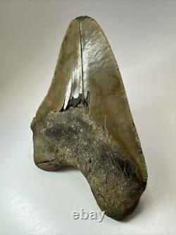 Megalodon Shark Tooth 5.99 inch Huge Natural Fossil Authentic 18383
