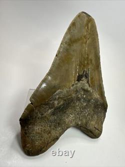 Megalodon Shark Tooth 5.99 inch Huge Natural Fossil Authentic 18383