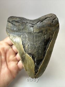 Megalodon Shark Tooth 5.99 inch Huge Natural Fossil Authentic 18383
