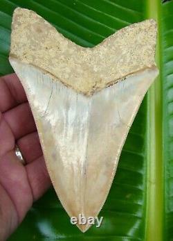 Megalodon Shark Tooth 5 & 9/16 REAL FOSSIL PERFECT with FREE STAND