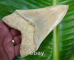 Megalodon Shark Tooth 5 & 9/16 REAL FOSSIL PERFECT with FREE STAND