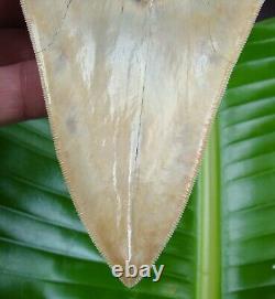 Megalodon Shark Tooth 5 & 9/16 REAL FOSSIL PERFECT with FREE STAND