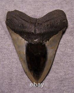 Megalodon Shark Tooth 5 9/16 Sharks Teeth Fossil Stunning Diamond Polished Jaw