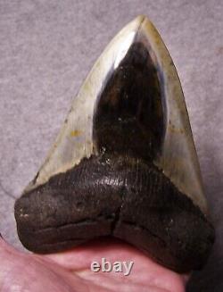 Megalodon Shark Tooth 5 9/16 Sharks Teeth Fossil Stunning Diamond Polished Jaw