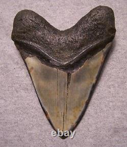 Megalodon Shark Tooth 5 9/16 Sharks Teeth Fossil Stunning Diamond Polished Jaw