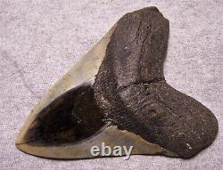 Megalodon Shark Tooth 5 9/16 Sharks Teeth Fossil Stunning Diamond Polished Jaw