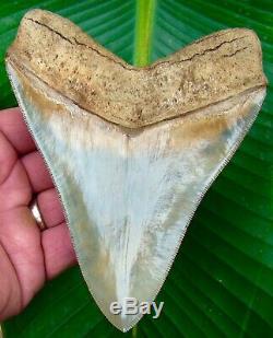 Megalodon Shark Tooth 5 & 9/16 in. MUSEUM GRADE BATTERY CREEK REAL FOSSIL