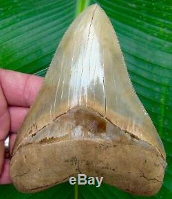 Megalodon Shark Tooth 5 & 9/16 in. MUSEUM GRADE BATTERY CREEK REAL FOSSIL